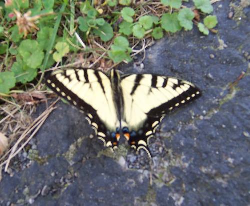 photography - I thought this was a beautiful butterfly, so I was bummed the picture came out blurry!