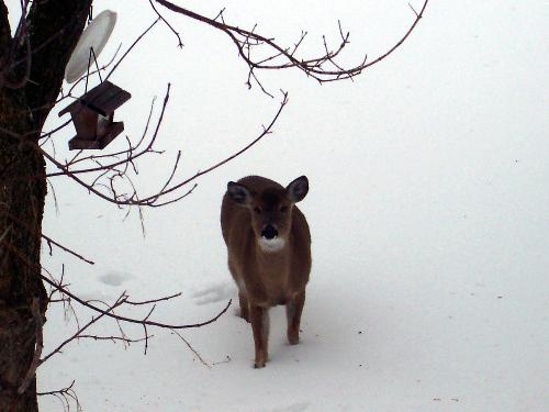 photography - Deer are frequently in my back yard!