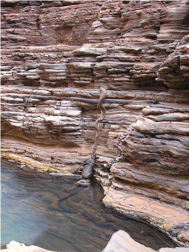 snake terrified - cool