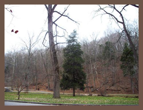 Spring Mill Park - Spring Mill Park, Mitchell, Indiana http://smalldogs2.com/FairydewArt