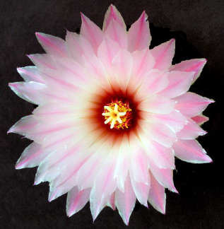 Pink Flower - A pretty pink flower!!