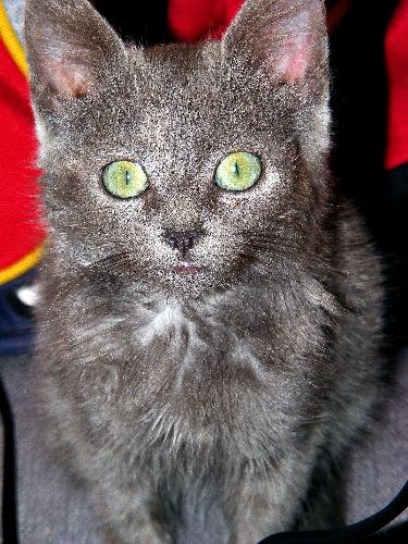 My cat - My cat is watchig me