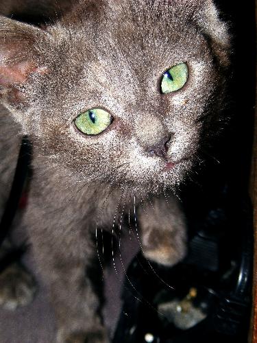 My cat 2 - My cat again.