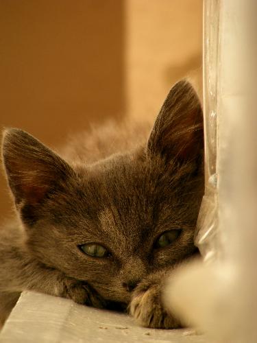 My cat on the window -  My cat lying on the window