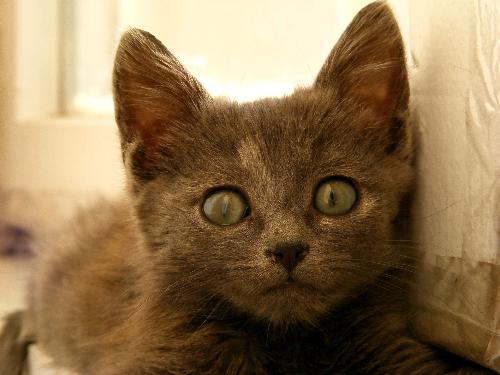 My cat 3 - My cat is staring at me.