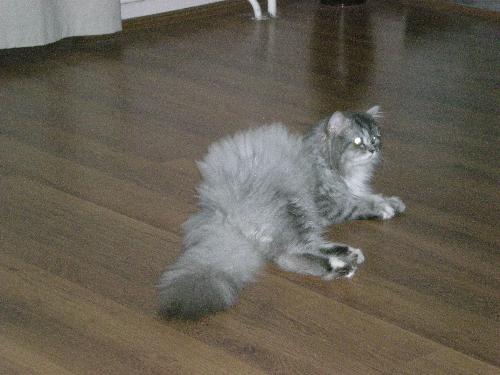 The cat of a friend - This is the cat of a friend of mine. It's really big.