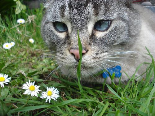 Intuder - I've photographed this intruder in my garden.