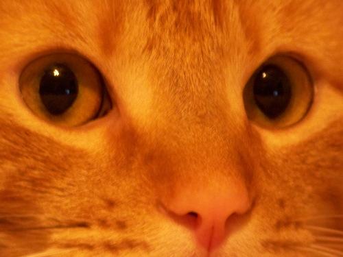 Richie - The cat of my colleague.
