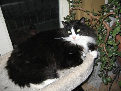 Turkish angora - The Turkish angora cats are very beautiful.