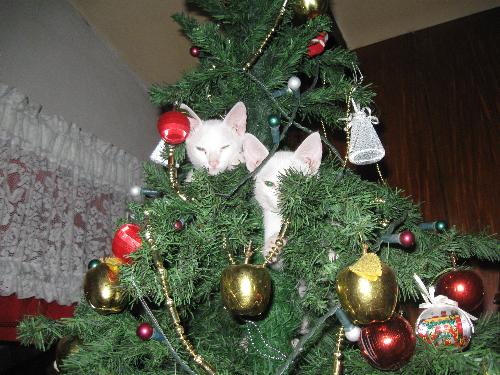 simple Christmas tree - our pet kittens atop the Christmas tree that we have just put up