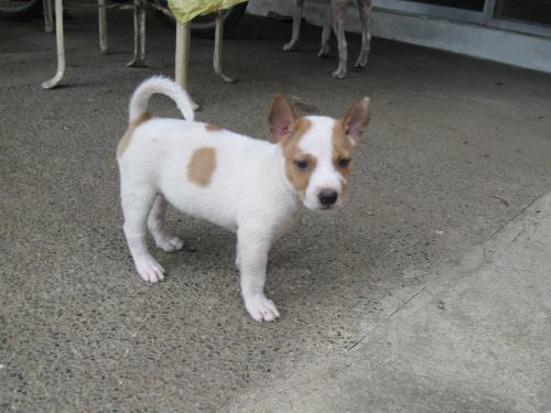 our puppy, cora - one of our puppies grown bigger