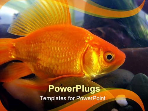 Golden fish - gold fish