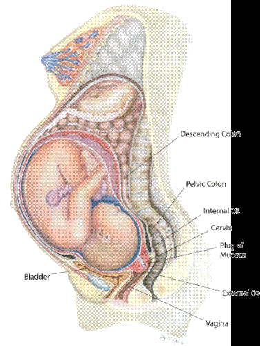 pregnant - pregnancy