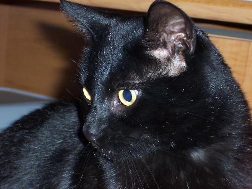 cats - Joey... I got him almost 8 years ago!