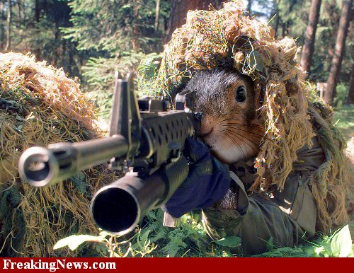 sniper squirrel - what, you were expecting something clever or descriptive written here?