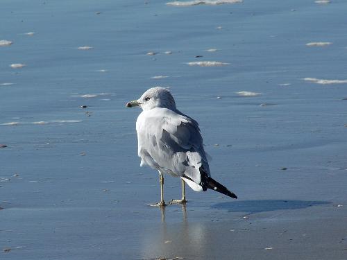 Seagull - This guy was not very happy with me taking his picture!