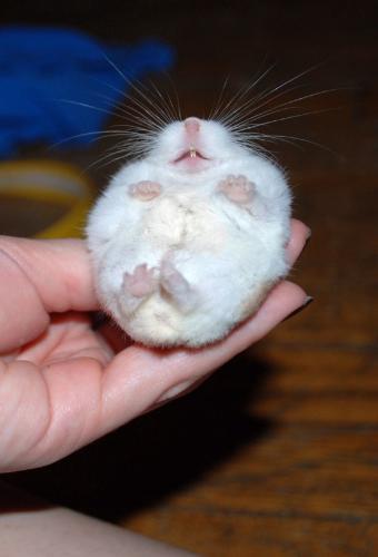 fainting hammie! - from cuteoverload.com, the owner says her hamster doesn't like being picked up, and when she does pick him up, he goes limp like in the picture. so funny!