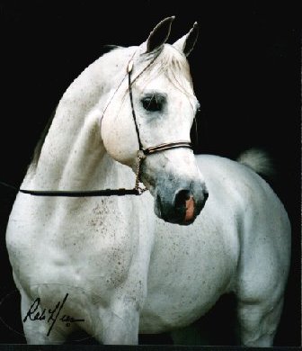 so beautiful! - this horse looks like it came out of a fairytale!