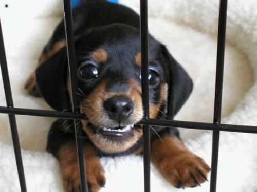 lemme out! - this adorable puppy wants to break out of his cage!! awww.