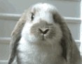 Hi rabbit! - I love fat rabbits, haha