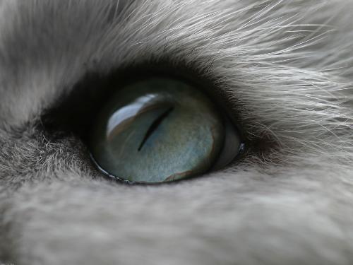 cat - cat eye.......