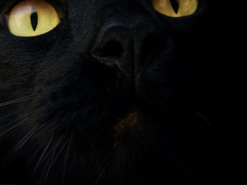 cat - cat eye.....