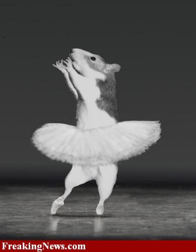 hamster - ballerina hamster