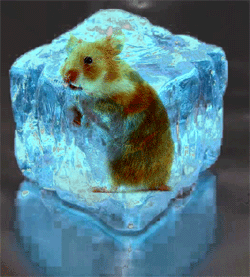 hamster - ice age hamster