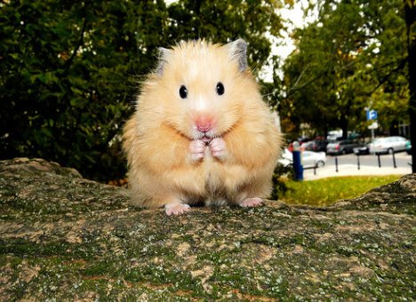 hamster - so sweet
