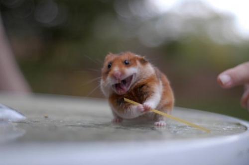 hamster - ninja hamster