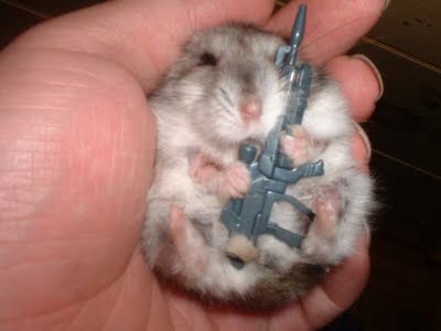 hamster - terminator hamster