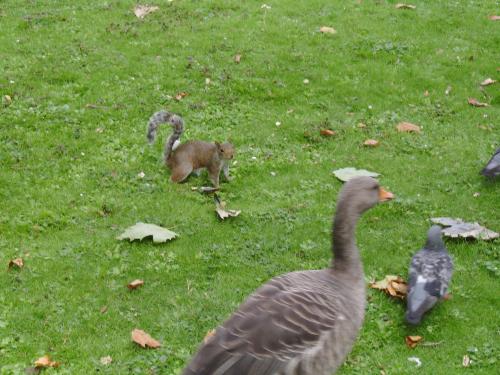 The squirrel, the duck and the pigeon - The squirrel... is it really looking at me while i am photographing it or is it 'hunting' the duck ?