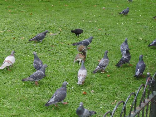 Shh, quiet, I am hunting pigeons - Well this squirrel knows how to get in the center of attention, doesn't it ?