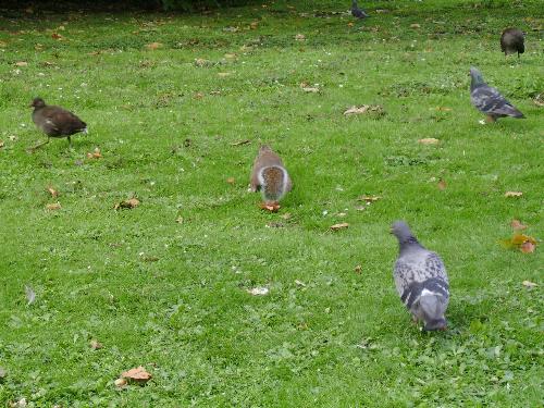 Sho, Sho, i'm watching you - Well that would the squirrel say if it could talk i think.