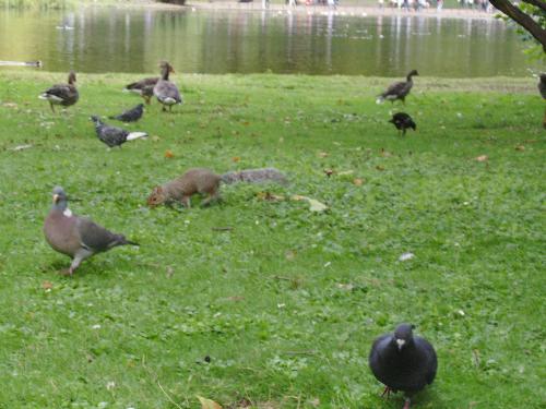 Some pigeons are huge ? - You can see how small the poor squirrel seams to be compared with some huge pigeons here (also there are the tiny ducks in the background.