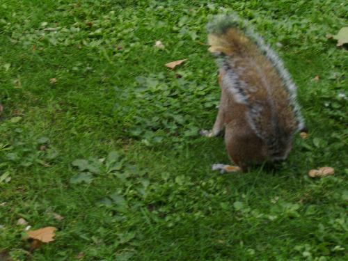 Fluffy tail - of a squirrel... well actually i wanted to catch it with it's front but we didn't agree on that it seams...