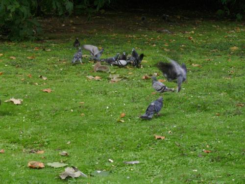 Now that's a MEAN squirrel - Showing all the pigeons how aggressive she can be, it seamed like she wanted the whole park just for herself.
