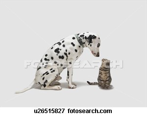 relationship - It is no longer considered odd the friendship of a dog and cat