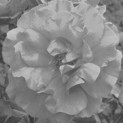 Rose from my garden - Rose from my garden in black and white.SOme experiment:)