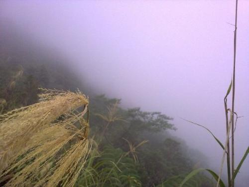 fog - early morning fog