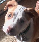 Pitbull dog - My dog leslie