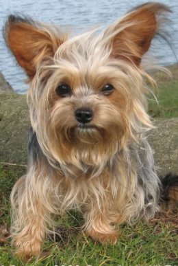 Princess Pup - Roxy at the beach late last Spring