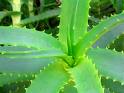 Aloe Vera - Aloe Vera - a medicinal plant
