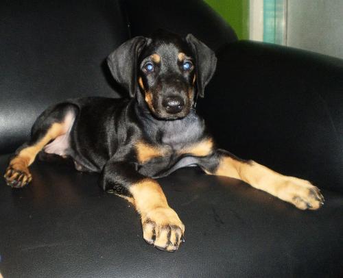 princess - she is my 2 months old dobermann