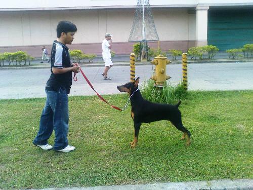 mocha - my philippine champion mocha