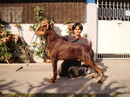 kimbo - my phil champ kimbo with his handler