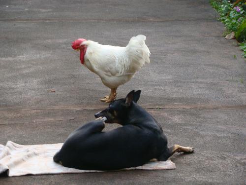 friendship - Gamma the rooster and preiti my pet dog are on best of terms. They stroll together everyday.
