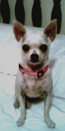 My lil dog tila - this is my lil dog tila. She is like my baby, she dont even think she's a dog. She is quite spoiled.