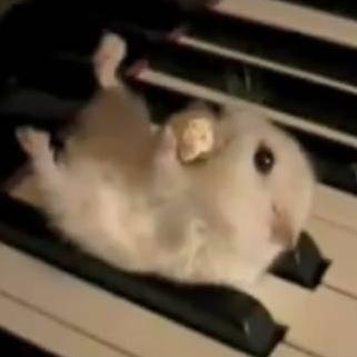 hamster - hamster piano