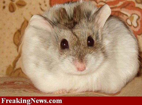 hamster - fat hamster